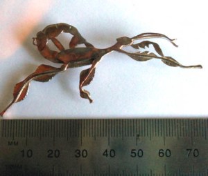 spiney leaf insect with ruler